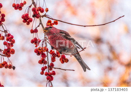 Pine Grosbeak male Eating Red Berries in Winter 137183403