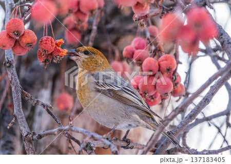 Pine Grosbeak Female Eating Red Berries in Winter Pine Grosbeak Female Eating Red Berries in Winter 137183405