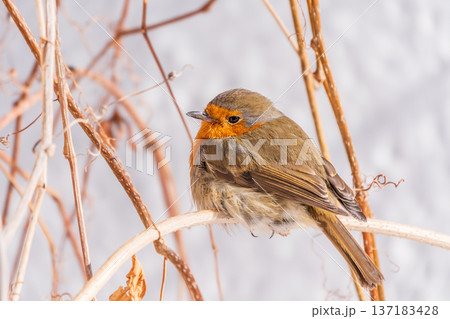 Cute bird the European Robin, Erithacus rubecula. sitting on the tree branch in winter. Cute bird the European Robin, Erithacus rubecula. sitting on the tree branch in winter. 137183428