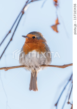 Cute bird the European Robin, Erithacus rubecula. sitting on the tree branch in winter. Cute bird the European Robin, Erithacus rubecula. sitting on the tree branch in winter. 137183436