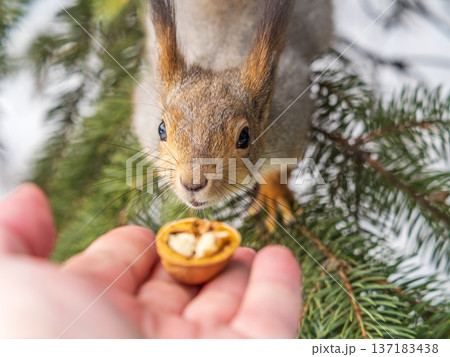 Squirrel eats nuts from a man's hand. Caring for animals in winter or autumn. 137183438