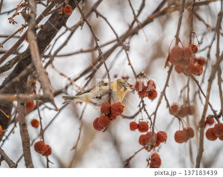Brambling (Fringilla montifringilla) feeds on apples in winter. 137183439