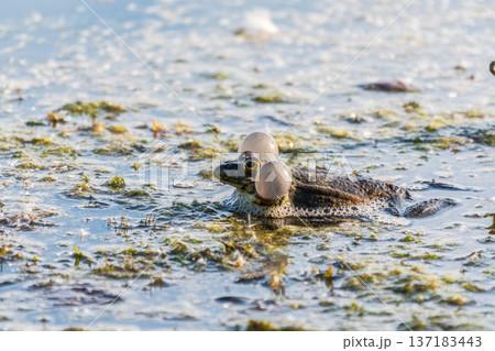 A large green frog sits in the marsh. 137183443