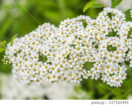 Beautiful white flowers Spirea aguta or Brides wreath. 137183445