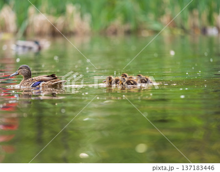 A family of ducks, a duck and its little ducklings are swimming in the water. The duck takes care of its newborn ducklings. Mallard, lat. Anas platyrhynchos 137183446