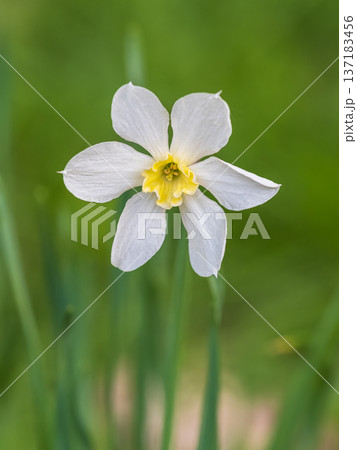 Delicate terry white-yellow narcissus flower close-up on a flower bed. Spring flowers primroses are a white narcissus flower in a green garden in natural conditions Delicate terry white-yellow narcissus flower close-up on a flower bed. Spring flowers primroses are a white narcissus flower in a green garden in natural conditions 137183456