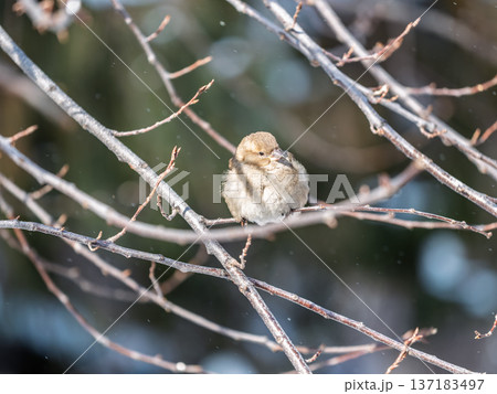 Sparrow sits on a branch without leaves. 137183497