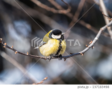 Cute bird Great tit, songbird sitting on a branch without leaves in the autumn or winter. 137183498