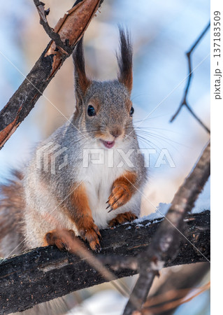 Portrait of a squirrel on a tree trunk Portrait of a squirrel on a tree trunk 137183509