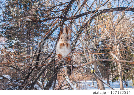 The squirrel with nut sits on tree in the winter or late autumn 137183514