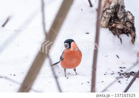 Bullfinch, pyrrhula pyrrhula, sitting on a branch without leaves in the autumn or winter. Bullfinch, pyrrhula pyrrhula, sitting on a branch without leaves in the autumn or winter. 137183525