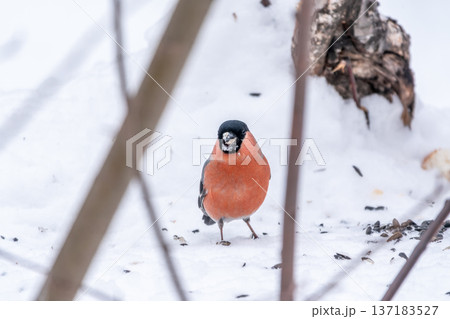 Bullfinch, pyrrhula pyrrhula, sitting on a branch without leaves in the autumn or winter. Bullfinch, pyrrhula pyrrhula, sitting on a branch without leaves in the autumn or winter. 137183527