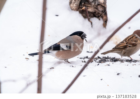 The female Bullfinch is a stocky finch with a greyish-brown breast and a black cap and tail. The female Bullfinch is a stocky finch with a greyish-brown breast and a black cap and tail. 137183528