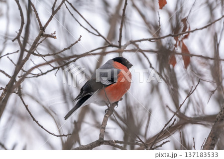 Bullfinch, pyrrhula pyrrhula, sitting on a branch without leaves in the autumn or winter. 137183533