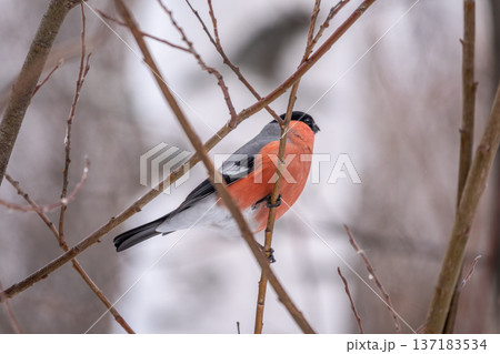 Bullfinch, pyrrhula pyrrhula, sitting on a branch without leaves in the autumn or winter. Bullfinch, pyrrhula pyrrhula, sitting on a branch without leaves in the autumn or winter. 137183534