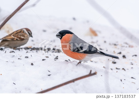 Bullfinch, pyrrhula pyrrhula, sitting on a branch without leaves in the autumn or winter. Bullfinch, pyrrhula pyrrhula, sitting on a branch without leaves in the autumn or winter. 137183537