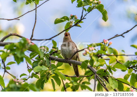 Thrush Nightingale, Luscinia luscinia. A bird sits on a tree branch and sings Thrush Nightingale, Luscinia luscinia. A bird sits on a tree branch and sings 137183556