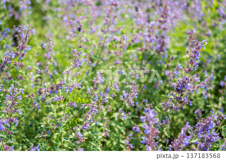 Spring background - close up of beautiful catnip flowers - with plenty of copy space 137183568