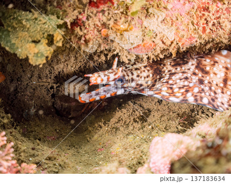 美しいトラウツボ。他。 ヒリゾ浜南伊豆町中木 静岡県伊豆半島-2025 日本有数のシュノーケリングス 137183634