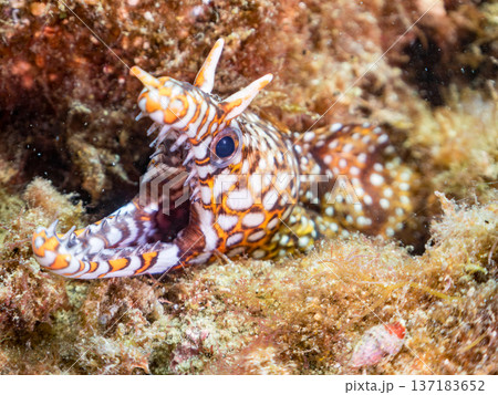 美しいトラウツボ。他。 ヒリゾ浜南伊豆町中木 静岡県伊豆半島-2025 日本有数のシュノーケリングス 137183652