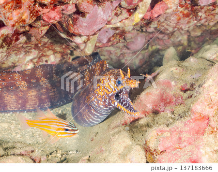 美しいトラウツボ。他。 ヒリゾ浜南伊豆町中木 静岡県伊豆半島-2025 日本有数のシュノーケリングス 137183666