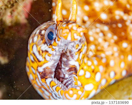 美しいトラウツボ。他。 ヒリゾ浜南伊豆町中木 静岡県伊豆半島-2025 日本有数のシュノーケリングス 137183690