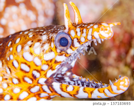 美しいトラウツボ。他。 ヒリゾ浜南伊豆町中木 静岡県伊豆半島-2025 日本有数のシュノーケリングス 137183693