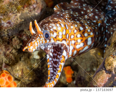 美しいトラウツボ。他。 ヒリゾ浜南伊豆町中木 静岡県伊豆半島-2025 日本有数のシュノーケリングス 美しいトラウツボ。他。 ヒリゾ浜南伊豆町中木 静岡県伊豆半島-2025 日本有数のシュノーケリングス 137183697