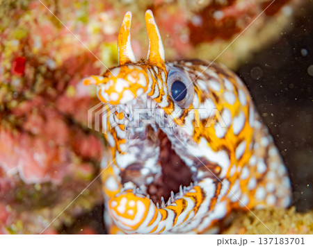 美しいトラウツボ。他。 ヒリゾ浜南伊豆町中木 静岡県伊豆半島-2025 日本有数のシュノーケリングス 137183701