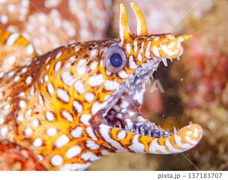 美しいトラウツボ。他。 ヒリゾ浜南伊豆町中木 静岡県伊豆半島-2025 日本有数のシュノーケリングス 137183707