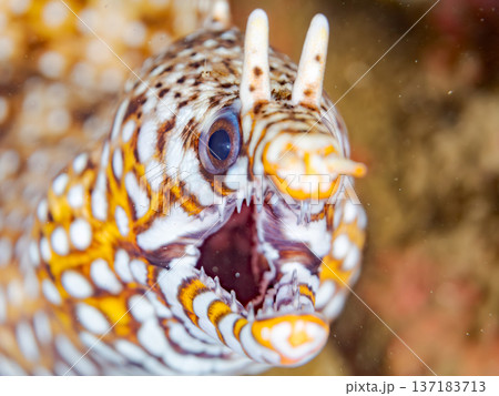 美しいトラウツボ。他。 ヒリゾ浜南伊豆町中木 静岡県伊豆半島-2025 日本有数のシュノーケリングス 137183713