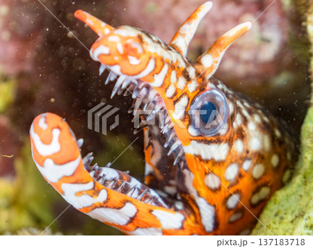 美しいトラウツボ。他。 ヒリゾ浜南伊豆町中木 静岡県伊豆半島-2025 日本有数のシュノーケリングス 137183718