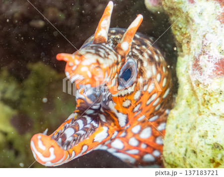 美しいトラウツボ。他。 ヒリゾ浜南伊豆町中木 静岡県伊豆半島-2025 日本有数のシュノーケリングス 137183721