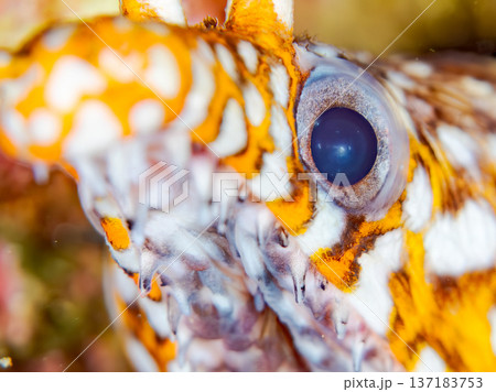 美しいトラウツボ。他。 ヒリゾ浜南伊豆町中木 静岡県伊豆半島-2025 日本有数のシュノーケリングス 137183753