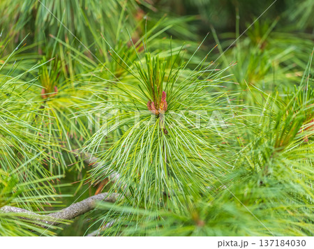 Cedar branches with long fluffy needles with a beautiful blurry background. Cedar branches with long fluffy needles with a beautiful blurry background. 137184030