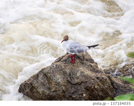Black-headed gull, lat. Chroicocephalus ridibundus, sits on the river shore Black-headed gull, lat. Chroicocephalus ridibundus, sits on the river shore 137184035