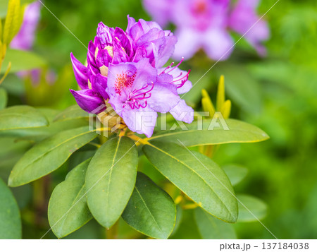 Pink flowers of Siberian rhododendron copy space. Rhododendron dauricum. Spring flowering of Altai rhododendron. Pink flowers of Siberian rhododendron copy space. Rhododendron dauricum. Spring flowering of Altai rhododendron. 137184038