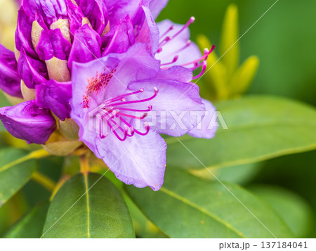 Pink flowers of Siberian rhododendron copy space. Rhododendron dauricum. Spring flowering of Altai rhododendron. Pink flowers of Siberian rhododendron copy space. Rhododendron dauricum. Spring flowering of Altai rhododendron. 137184041