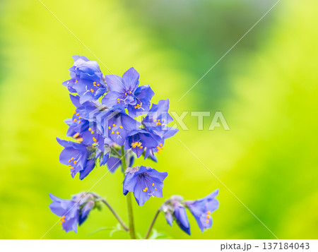 Close up view of Polemonium caeruleum blue flowers, Jacob's ladder flowers, soft shallow depth of field. Close up view of Polemonium caeruleum blue flowers, Jacob's ladder flowers, soft shallow depth of field. 137184043