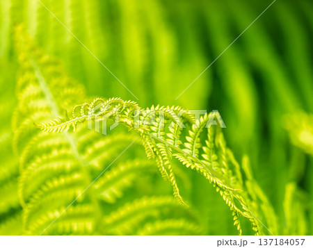 Natural green young ostrich fern or shuttlecock fern Natural green young ostrich fern or shuttlecock fern 137184057