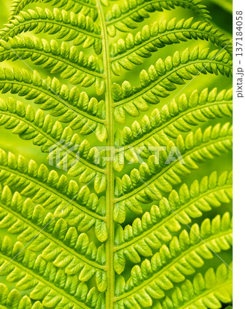 Natural green young ostrich fern or shuttlecock fern Natural green young ostrich fern or shuttlecock fern 137184058