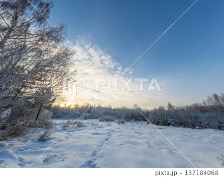 Beautiful winter landscape. Trees in the snow in a clearing on a cold day. Beautiful winter landscape. Trees in the snow in a clearing on a cold day. 137184068