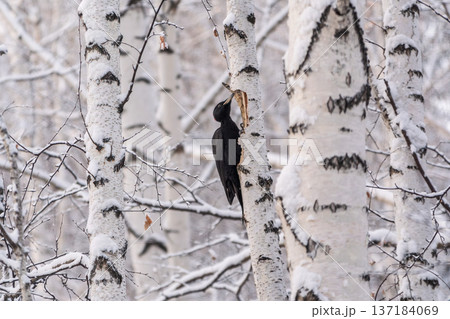 Black woodpecker female Dryocopus martius on a birch in a winter forest Black woodpecker female Dryocopus martius on a birch in a winter forest 137184069