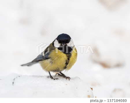Cute bird Great tit, songbird sitting on a branch with snow in the autumn or winter. Cute bird Great tit, songbird sitting on a branch with snow in the autumn or winter. 137184080