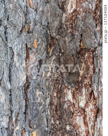 The bark of an old tree. Larch bark. 137184084