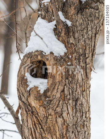 The texture of the bark of an old apple tree with snow in winter 137184085