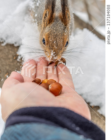 Squirrel eats nuts from a man's hand. Caring for animals in winter or autumn. 137184088