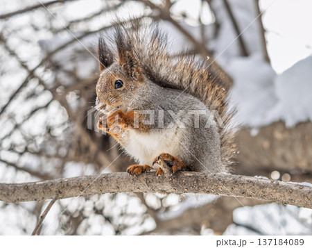 The squirrel with nut sits on tree in the winter or late autumn 137184089