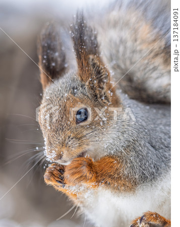 The squirrel with nut sits on tree in the winter or late autumn 137184091