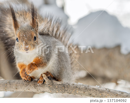 Portrait of a squirrel on a tree trunk Portrait of a squirrel on a tree trunk 137184092